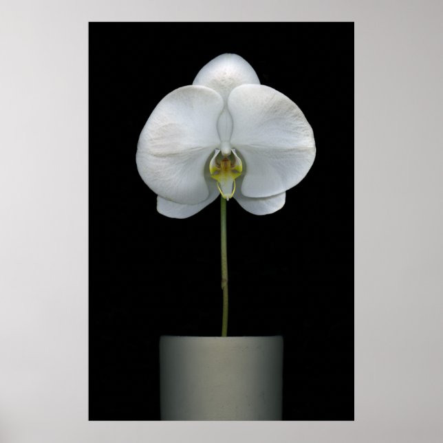 Flowers | White Orchid Flower Poster (Framsidan)