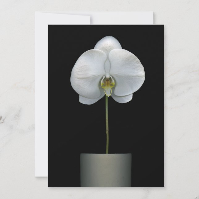 Flowers | White Orchid Flower Tack Kort (Framsida)