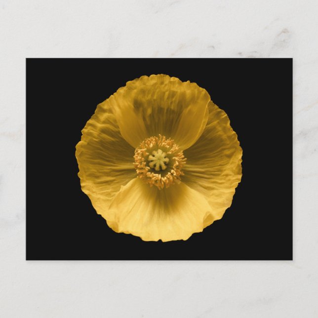 Flowers | Yellow Poppy Vykort (Framsida)