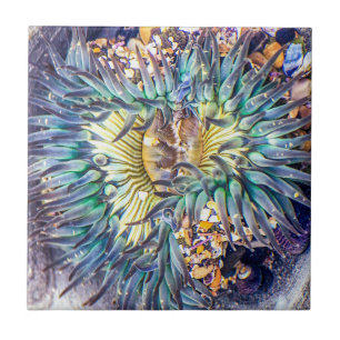 Flowery Aqua & Gult Sea Anemone i Vatten Kakelplatta