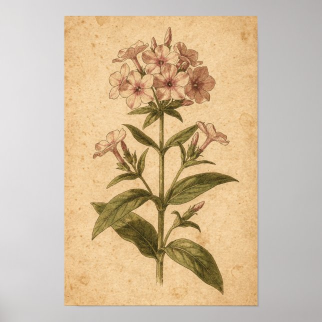 Flox Botaniskt Tryck (Framsidan)