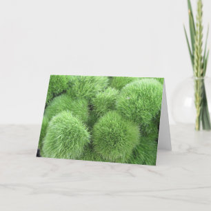 Fluff Boll Flowers! Grönt Dianthus Frameable Art Kort