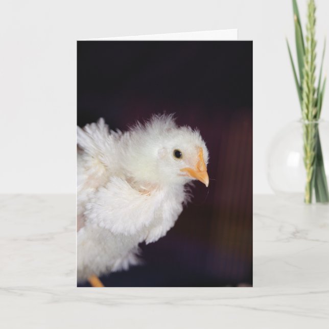 Fluff Kort (Framsida)