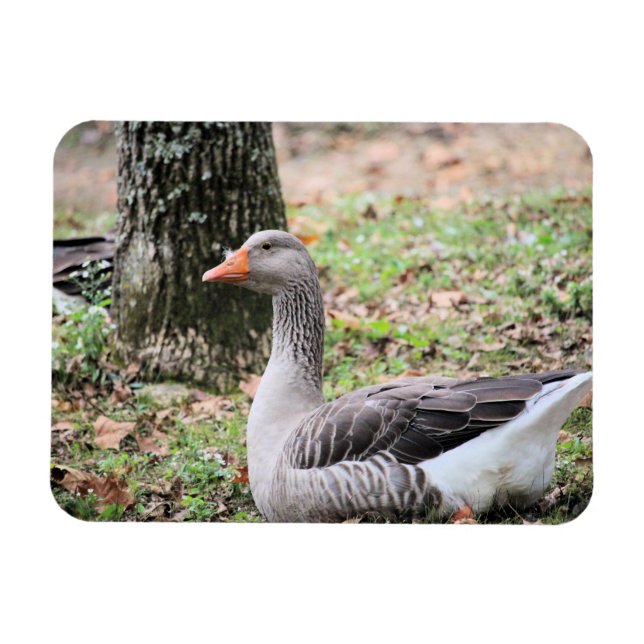 Fluff Magnet (Horisontell)