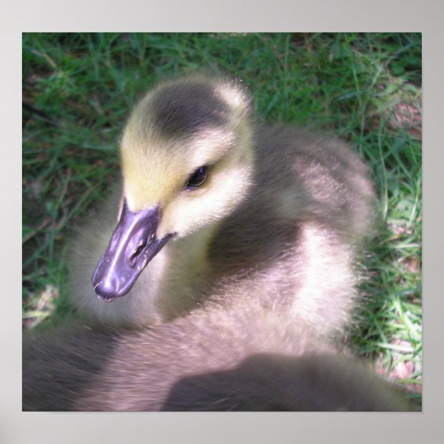 Fluff och grejer poster (Framsidan)