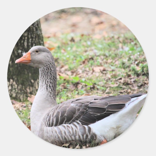 Fluff Runt Klistermärke (Framsida)