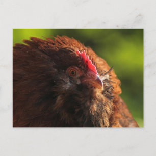 FluffaDerp-vykort Vykort