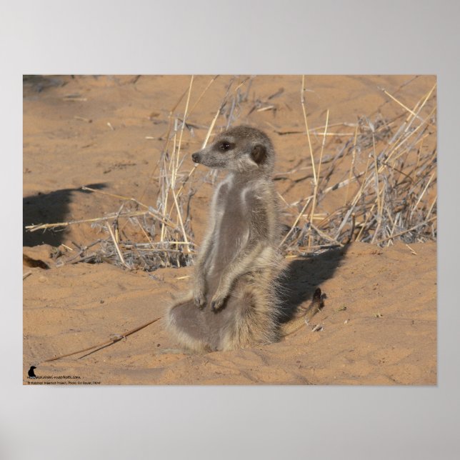 Fluffernutter Collection - Sunning Poster (Framsidan)