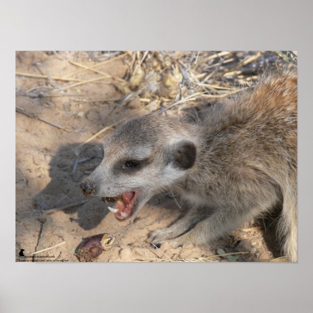 Fluffernutter-samlingen - äta poster (Framsidan)