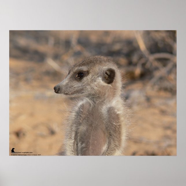 Fluffernutter-samlingen - Daydreaming Poster (Framsidan)