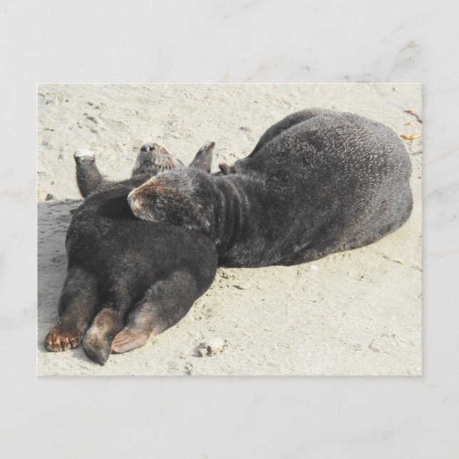 Fluffiest Pillow Sea Otter Vykort (Framsida)