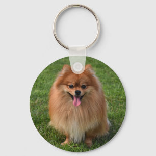 Fluffig Brun Pomeranian Valp Hund Nyckelring