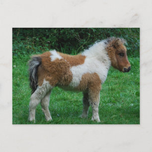 Fluffig förtjusande Dartmoor ponny Vykort