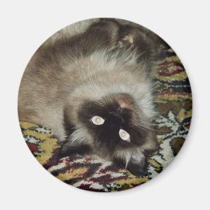 Fluffig katt magnet