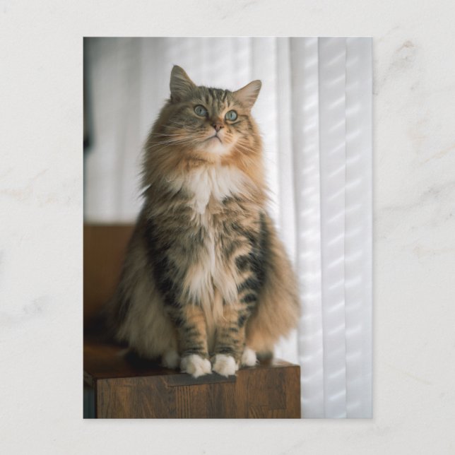 Fluffig kattram med långhårig tabby katt  vykort (Framsida)