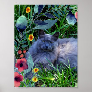 Fluffig rysk blå katt med lång hår affisch