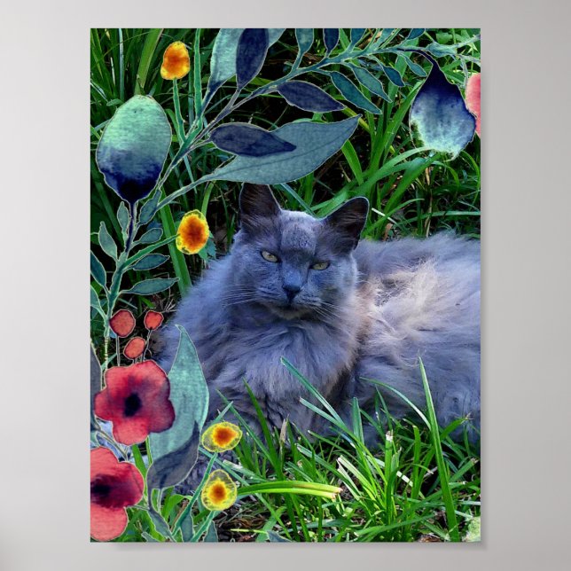 Fluffig rysk blå katt med lång hår affisch (Framsidan)