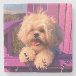 Fluffig söt Shih Tzu leksak valp, Glad hund sittan Stenunderlägg