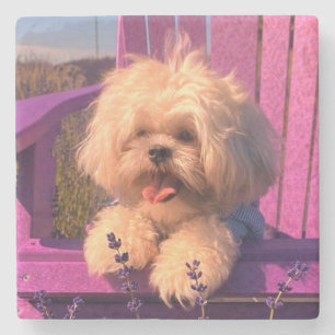Fluffig söt Shih Tzu leksak valp, Glad hund sittan Stenunderlägg