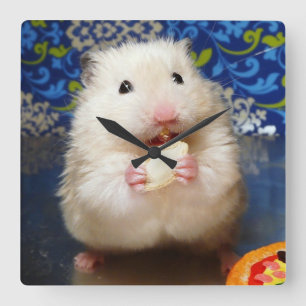 Fluffig syriansk hamster Kokolinka som äter en Fyrkantig Klocka