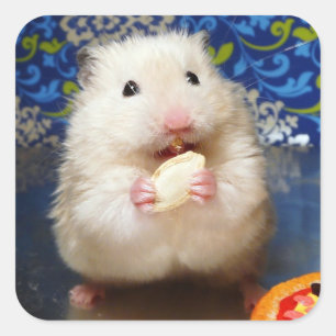 Fluffig syriansk hamster Kokolinka som äter en Fyrkantigt Klistermärke