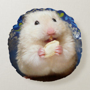 Fluffig syriansk hamster Kokolinka som äter en Rund Kudde