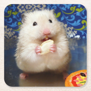 Fluffig syriansk hamster Kokolinka som äter en Underlägg Papper Kvadrat