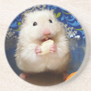 Fluffig syriansk hamster Kokolinka som äter en Underlägg Sandsten