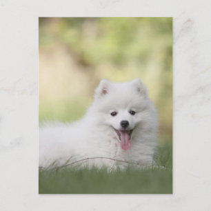 Fluffig vit Keeshond-valp Vykort