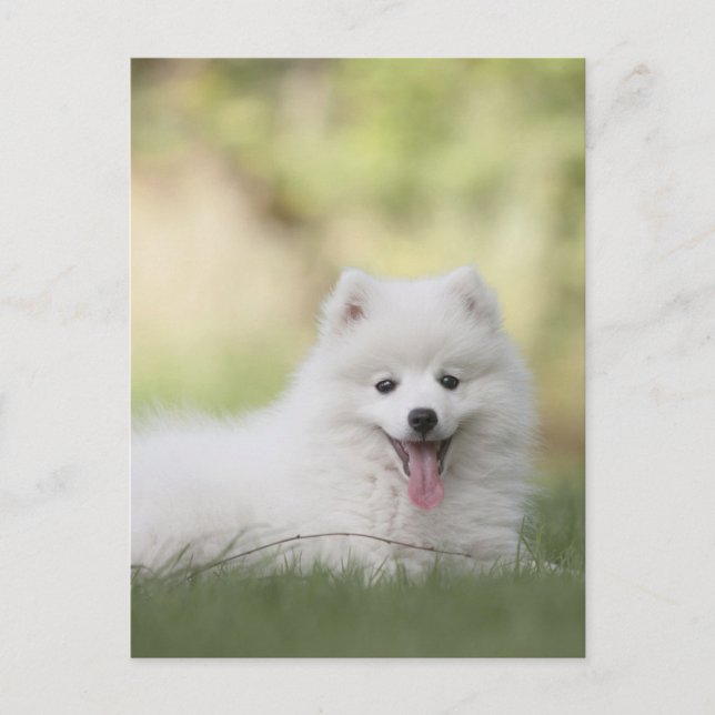 Fluffig vit Keeshond-valp Vykort (Framsida)