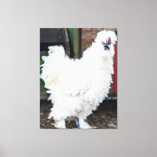 Fluffig Vit Kyckling Utomhus Canvastryck