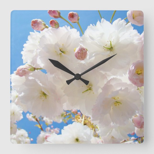 Fluffig vit rosa vårblomma träd blommar klocka (Framsida)