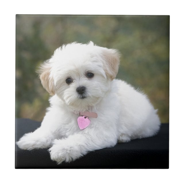 Fluffig vithund kakelplatta (Framsidan)