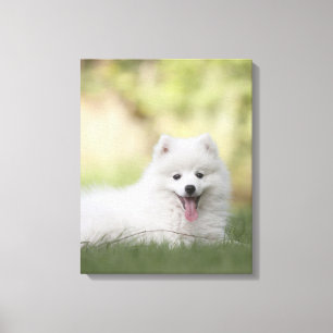 Fluffig vitKeeshondvalp Canvastryck