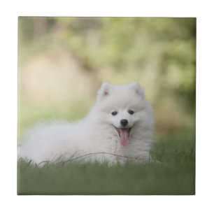 Fluffig vitKeeshondvalp Kakelplatta
