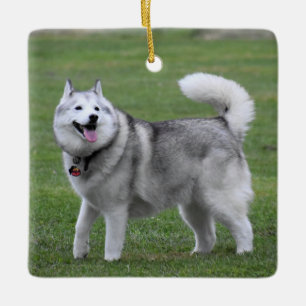 Fluffua Alaska Malamute Hund Julgransprydnad Keramik