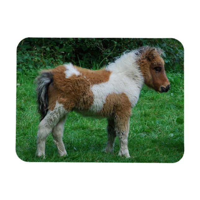 Fluffy Adsible Dartmoor Pony Magnet (Horisontell)
