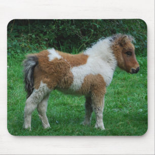 Fluffy Adsible Dartmoor Pony Musmatta
