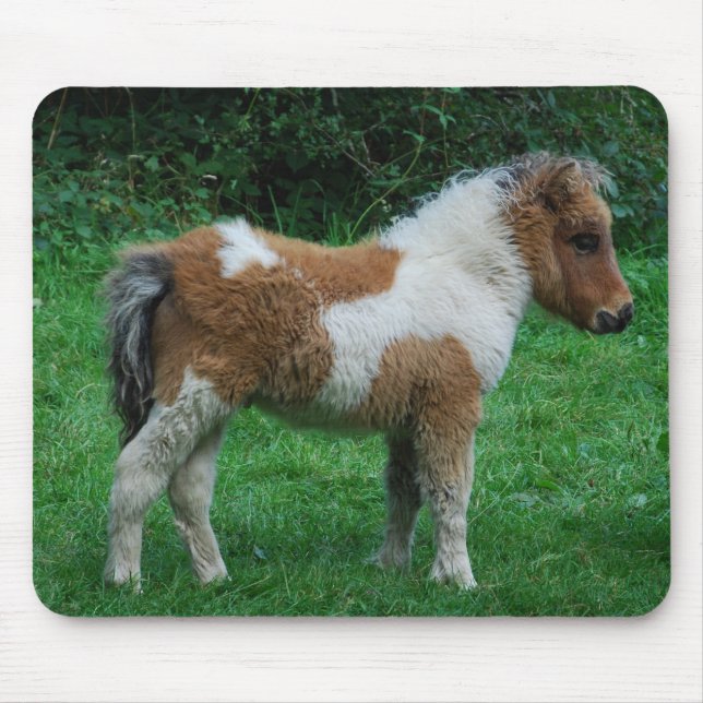 Fluffy Adsible Dartmoor Pony Musmatta (Framsidan)