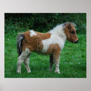 Fluffy Adsible Dartmoor Pony Poster