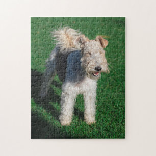 Fluffy Airedale Welsh Terrier Type Hund Puppy Pussel