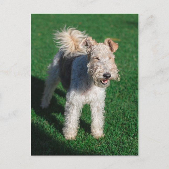 Fluffy Airedale Welsh Terrier Type Hund Puppy Vykort (Framsida)