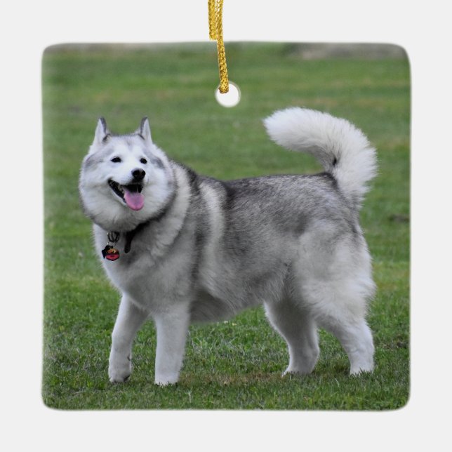 Fluffy Alaska Malamute Hund Julgransprydnad Keramik (Framsida)