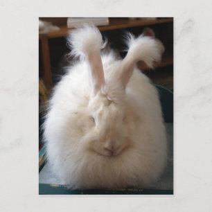 Fluffy Angora Bunny Vykort