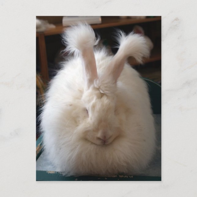 Fluffy Angora Bunny Vykort (Framsida)