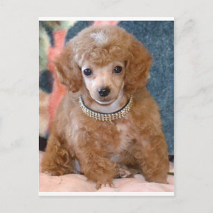 Fluffy Apricot Pudel Puppy Hund Vykort