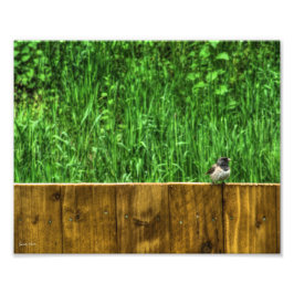 Fluffy Bird Fototryck