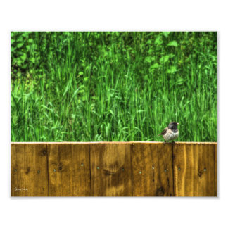 Fluffy Bird Fototryck