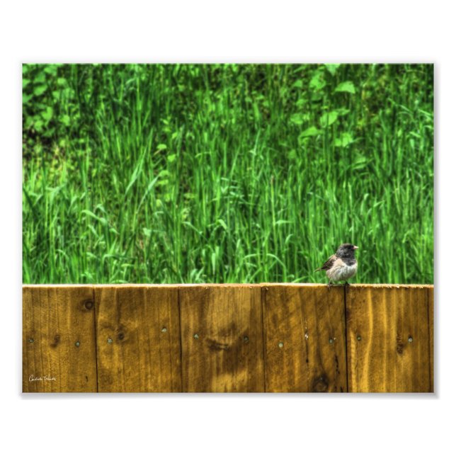 Fluffy Bird Fototryck (Framsidan)