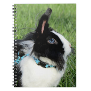 Fluffy Black and White Lionhead Bunny Rabbit Anteckningsbok